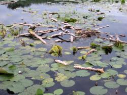 Nuphar lutea. Exposed rhizomes.
 Image: T.K. James © T.K. James 2019 All rights reserved